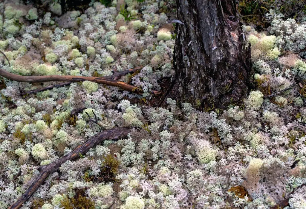 ce sunt lichenii