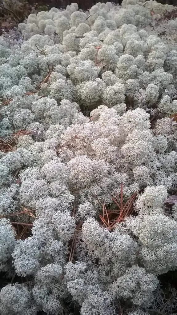 ce sunt lichenii decorativi stabilizati